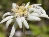 Eidelweiss, Leontopodium alpinum